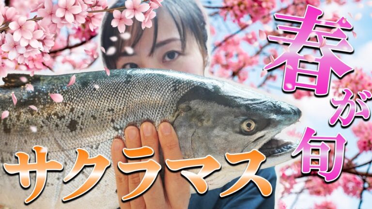 春が旬のサクラマスを捌いて調理してみた！