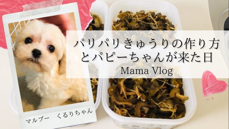 パリパリきゅうりの作り方とパピーちゃんが来た日動画#主婦Vlog#マルプー#トイプードル#きゅうり#Qちゃん#美味しい#レシピ#子犬#パピー