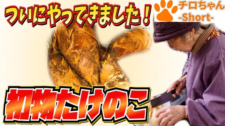 旬ものたけのこを食べた。４K＃shorts