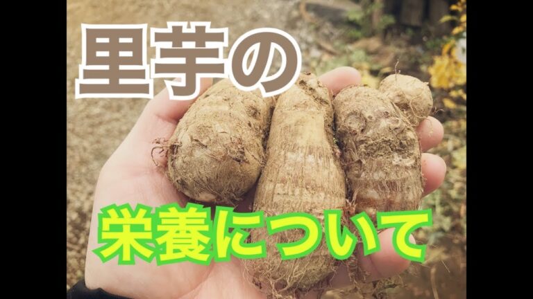 里芋の栄養について