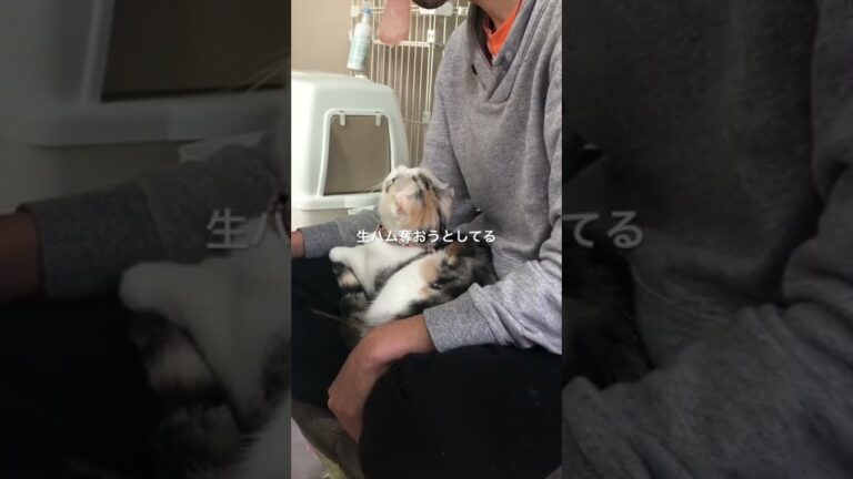 生ハム食べたい猫#shorts