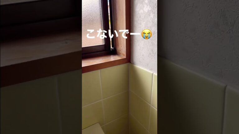 トイレで視線を感じる⁉︎#蛇#ヘビ#事件 #アオダイショウ #侵入#隙間#恐怖#日常 #日常#生物#緊張#トイレ#shorts