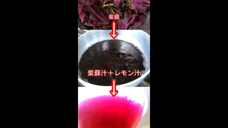 赤しそ　化学反応　#Short