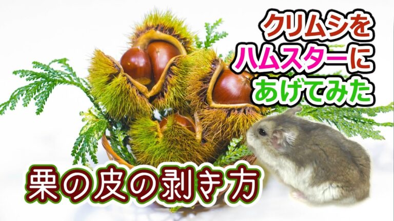 丹波栗を頂いたので栗の皮の簡単な剥き方と、栗の中にクリムシがいたのでハムスターにあげてみたら・・・！