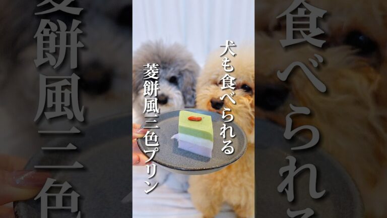 ［愛犬に菱餅風三色プリン作ってみた🐶 ］ #shorts  #トイプードル #犬