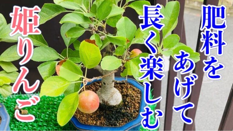 秋には肥料！姫りんご盆栽（Crab Apple）