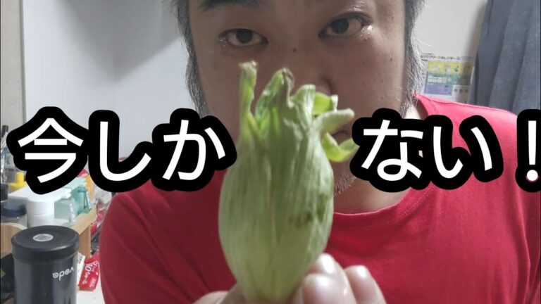 春の訪れ。ふきのとうを食べる（モンパイグルメ37）