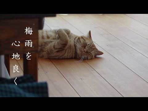 【暮らしのVlog】梅雨を心地良く/リビングの模様替え/ひんやりオクラ明太うどん/刺繍とお茶時間/猫さん