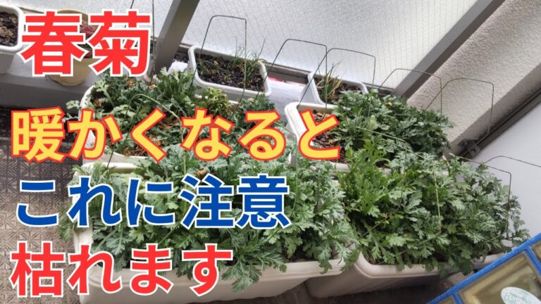 3/7【春菊】収獲　暖かくなって成長が早くなるとこれに注意しないと枯れます