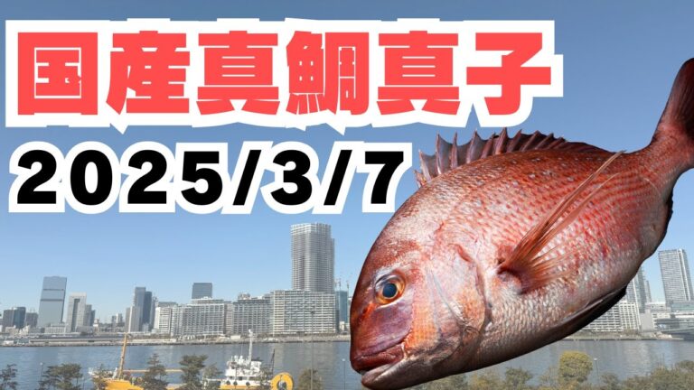 2025/3/7【豊洲市場】山茂／『国産真鯛真子』