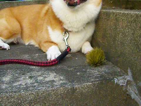 イガグリを咥えるワン子