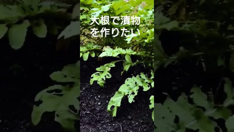 大根で漬物を作る予定です #shorts