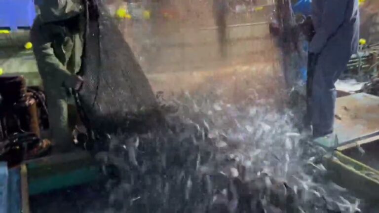 イワシ10トンの水揚げです！