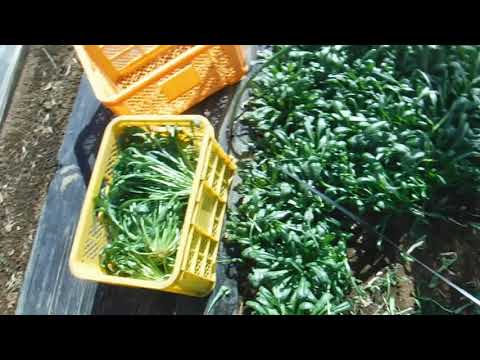 ２月１３みぶ菜収穫