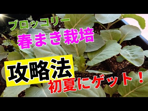 【ブロッコリーの植付け】ブロッコリー栽培で押さえるべきポイントはやる気スイッチだった！？必殺！マルチ使い回しの術で畝作りを時短！！楽して時短して家庭菜園しよう！！最後に工夫したまとめあり