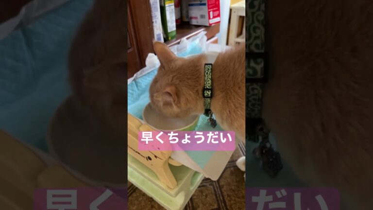 【これさえあれば上機嫌！】ささみのゆで汁に目覚めてしまった