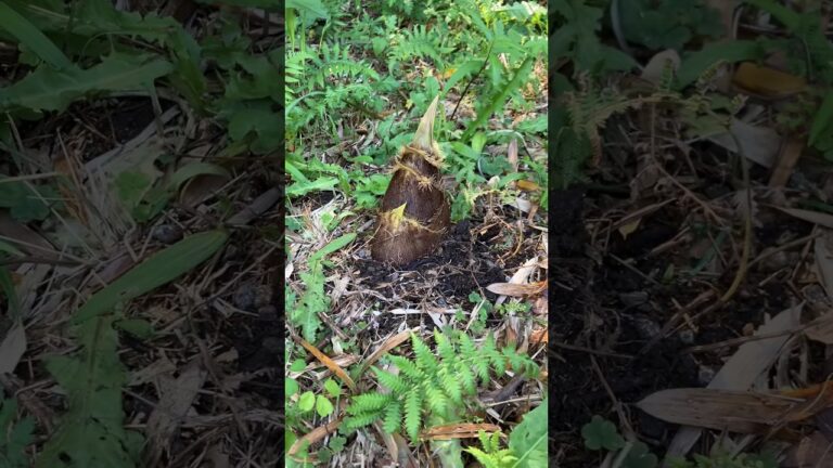 竹の子 筍 たけのこ タケノコ 春の味覚 収穫期 #shorts #筍ご飯 #天ぷら #酢味噌和え