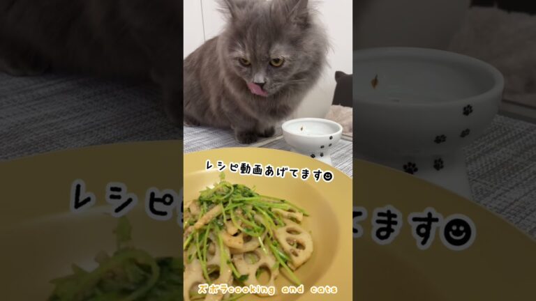 豆苗とれんこんのごま味噌炒めwith cats
