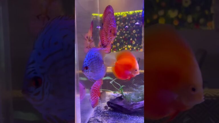 【サカナノセカイ】小倉のアクアリウムダイニングで待望のランチがスタート🐠💕