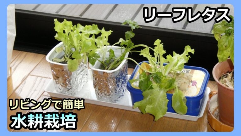 【リーフレタス 冬の水耕栽培】空き容器で手抜き栽培