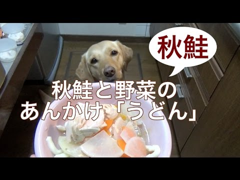 犬の簡単手作りご飯：秋鮭と野菜のあんかけ「うどん」
