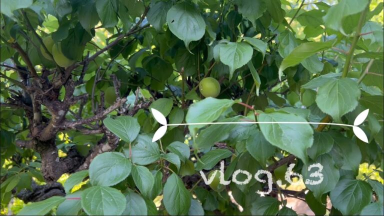 【暮らしのvlog】vol.63 季節の仕込み／梅シロップ/赤紫蘇ジュース/レモンシロップ#暮らし #vlog #暮らしを楽しむ