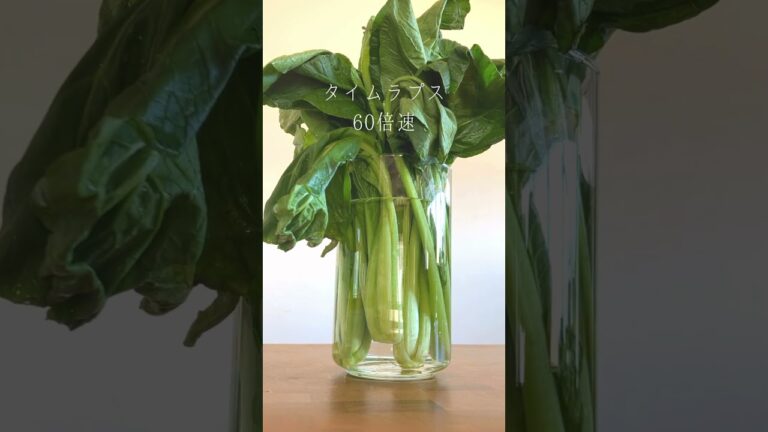 【 #shorts 】しなびた小松菜を復活させる方法 #小松菜 #野菜 #ズボラ料理