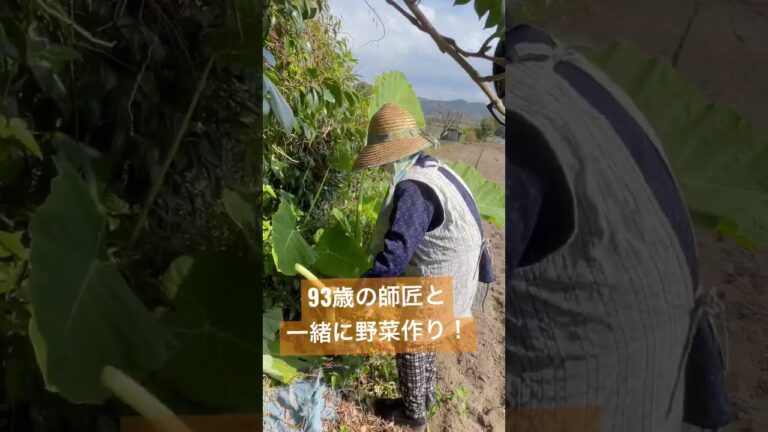 里芋の茎は食べれる！