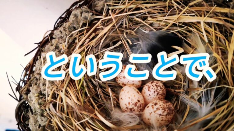 【大雑把クッキング】はったい粉クッキー編