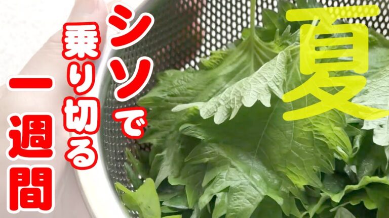 【作り置き】特売品のしそとたった２つの調味料だけで…一週間の献立のあ助けアイテムに♪【アレンジレシピ】