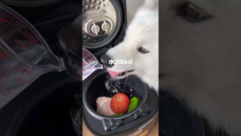 仕上げはオリーブオイル！ミネストローネを炊飯器でつくったら爆食してくれました！ #サモエド #大型犬 #炊飯器レシピ #手作り