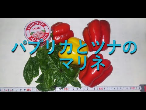 パプリカ最盛期（ツナとパプリカのマリネ作り）