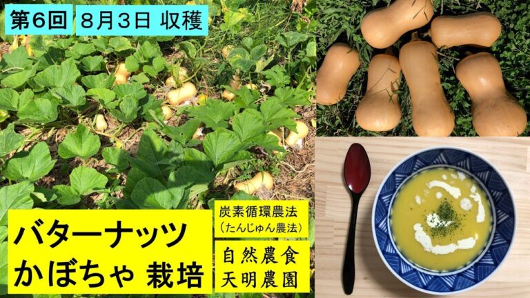バターナッツかぼちゃ栽培記録第6回「収穫」