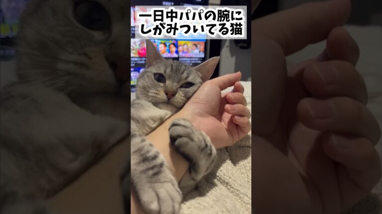 【猫動画】パパが好きすぎる猫と暮らすと大変ですwww#shorts