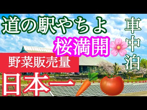 【野菜日本一】道の駅やちよ大満足の海鮮丼、牡蠣 桜満開🌸新鮮野菜