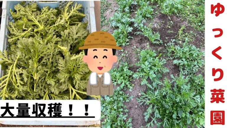 ゆっくり菜園０２春菊栽培編収穫すればするほど倍増！？今年は春菊で大量収穫しませんか？