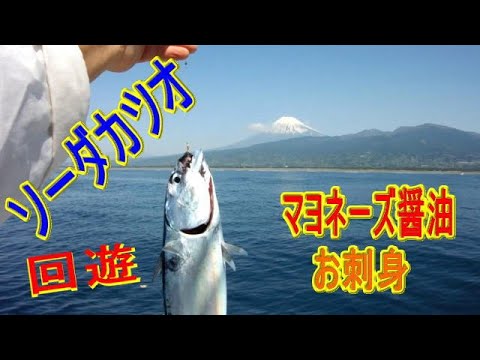 【ソーダカツオ回遊】マヨネーズ醤油