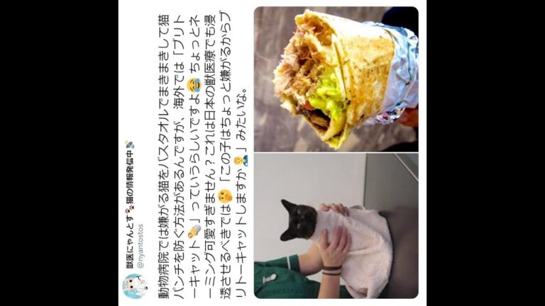 ✅  「ブリトー」といえば、トルティーヤで具材を包んだ定番メキシコ料理。それでは「ブリトーキャット」とは何かご存じでしょうか。獣医師の獣医にゃんとす（@nyantostos）さんの投稿がTwitter