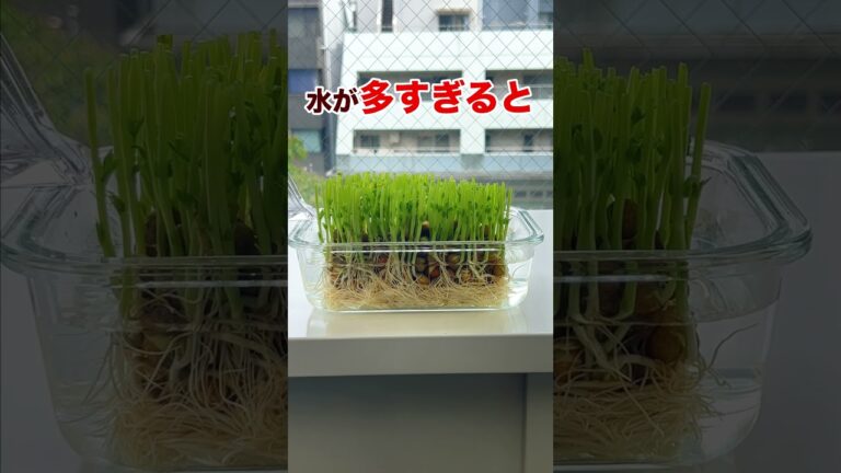 【完全保存版】豆苗の再生栽培は水の量で決まるって知ってた？#shorts