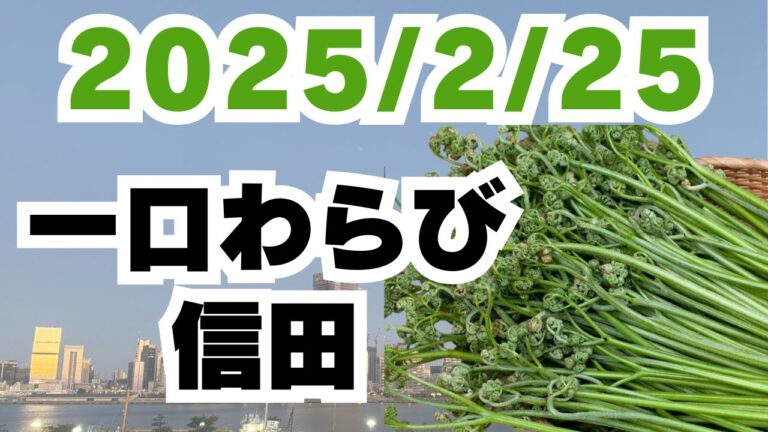2025/2/25【豊洲市場】山茂／『一口わらび信田』