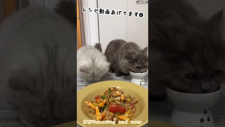 トマトとひき肉のたまご炒めwith cats #shorts
