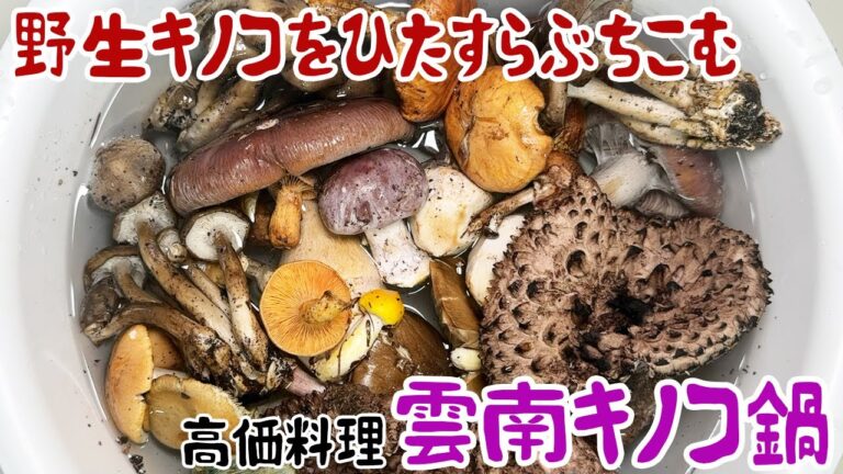 野生キノコをひたすらぶちこむ高価料理、雲南キノコ鍋