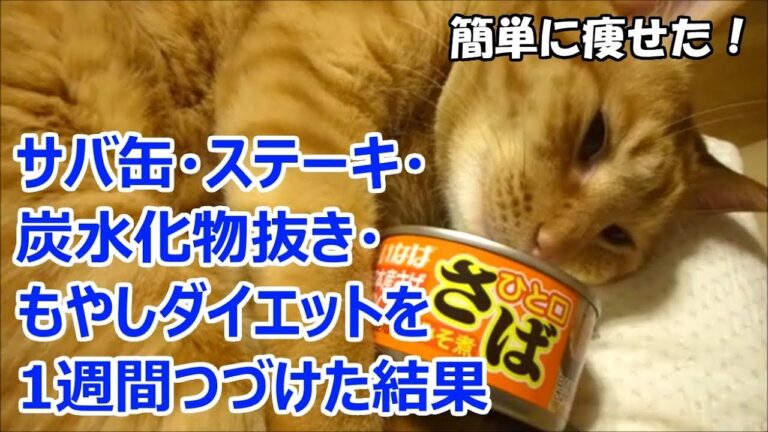 鯖缶・ステーキ・もやし・炭水化物抜きダイエットを１週間つづけた結果【簡単に痩せた！】