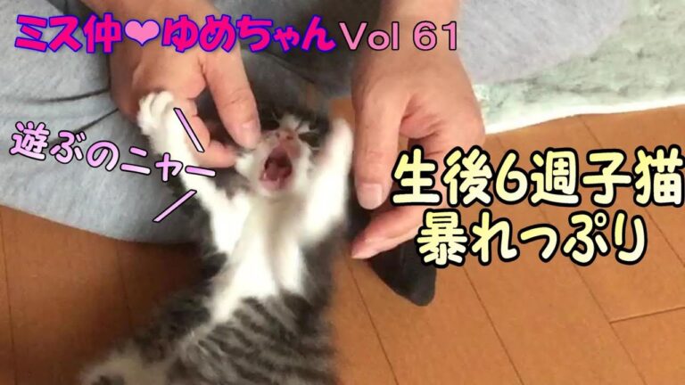 【子猫 成長記録61】生後６週子猫のご機嫌な暴れっぷり【cute kitten 61】 【cute kitten】【cute cat】 【子猫保護】