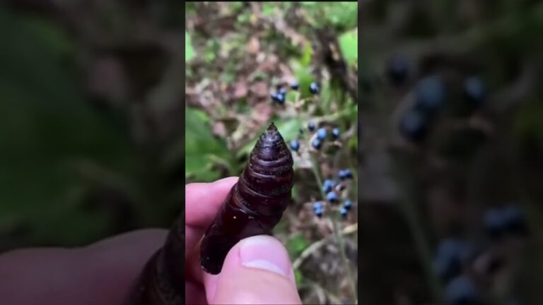 おろちんゆーの消したシーン