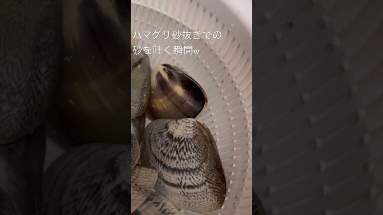 【ハマグリ砂抜き】での【ハマグリ砂を吐く瞬間】笑笑 #shorts  #ハマグリ #砂抜き#瞬間 #吐く瞬間