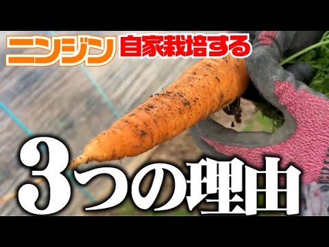【発芽すればそれほど手間なく栽培できるニンジンは家庭菜園にぴったりです。】