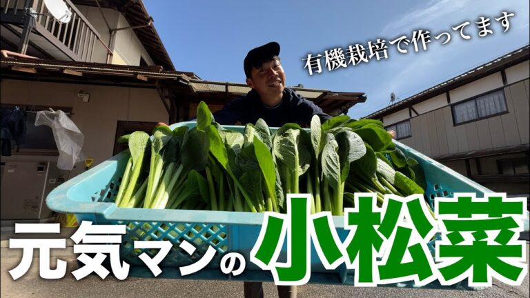 【有機栽培】元気マンの作る小松菜について