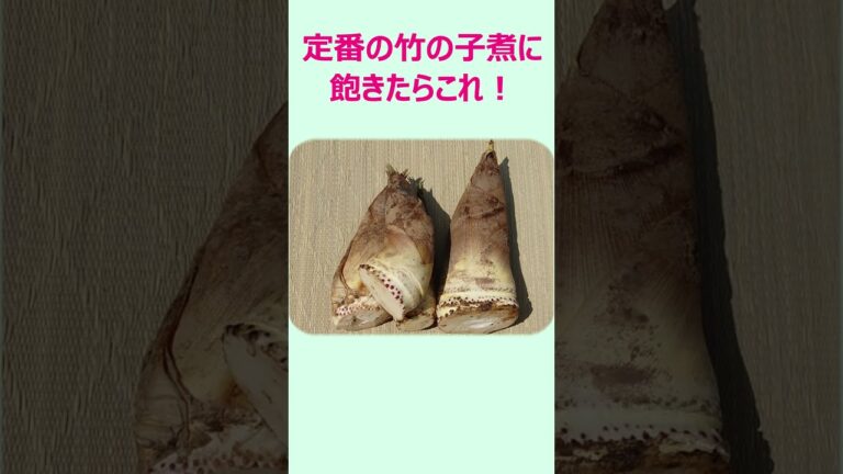 【金沢】たけのこの煮物は○○で煮る  #shorts