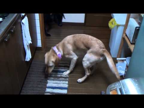 大型犬の手作りご飯：鶏肉、長芋、にんじんの煮込みご飯